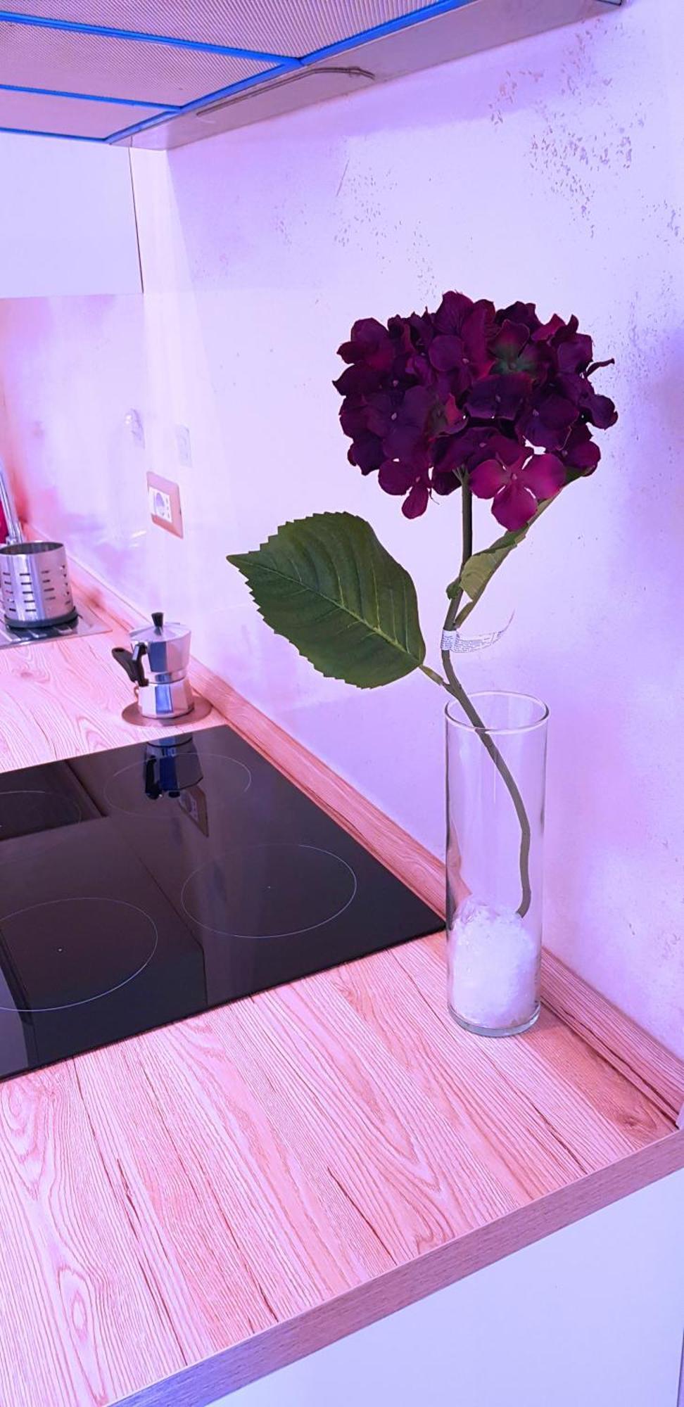 Oasis Roma